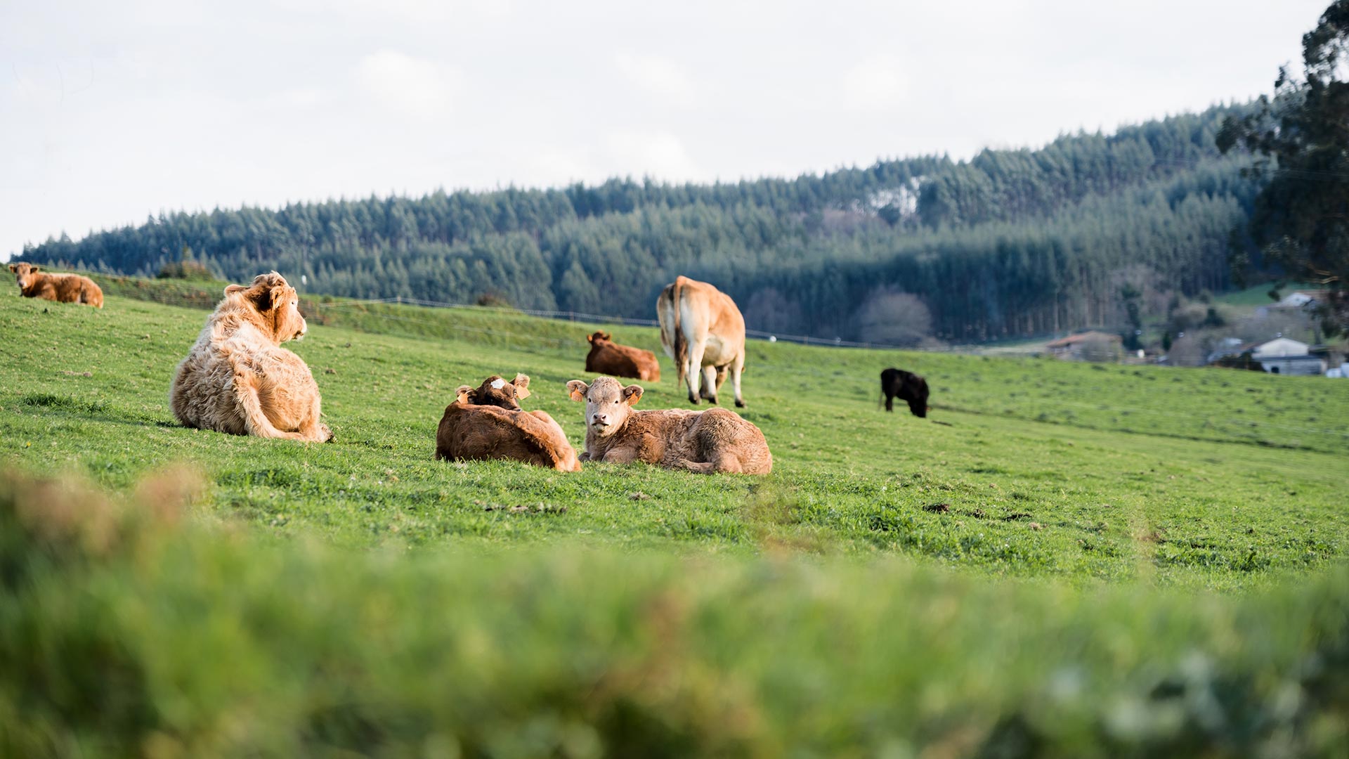 Buzzi distribuzione carni allevamenti dal mondo